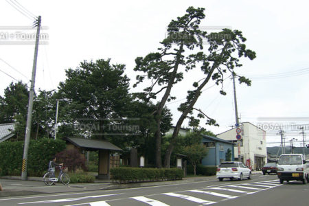 国名勝 おくのほそ道の風景地 武隈の松