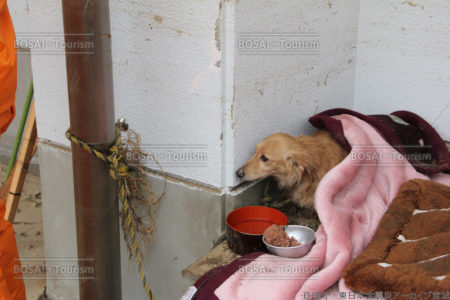 犬はよくぞ生きていた 犬はよくぞ生きていた