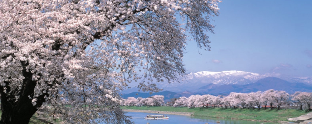 Thousand Cherry Trees at Sight